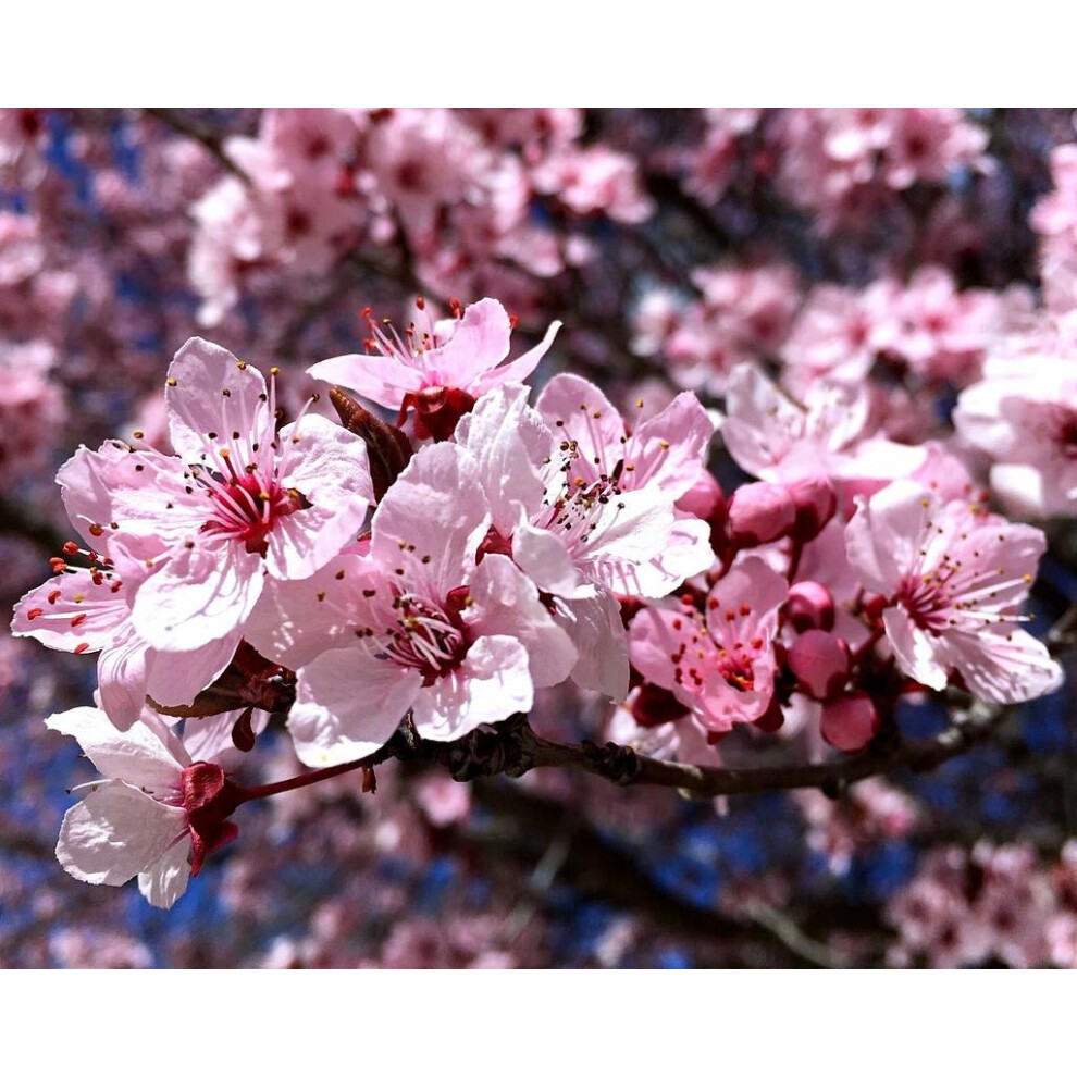 Direct Plants Prunus Cerasifera Nigra Tree 6Ft Tall Supplied In A 12 Litre Pot By Directplants