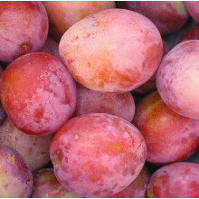 Plums Victoria Fruit Tree 6ft Tall Supplied in a 12 Litre Pot by Directplants