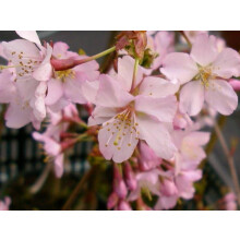 Prunus Kursar Flowering Tree 6ft Tall Supplied in a 12 Litre Pot by Directplants