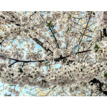 Prunus Chocolate Ice Flowering Cherry Tree 6ft Tall Supplied in a 12 Litre Pot by Directplants