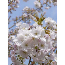 Prunus Sunset Boulevard Flowering Tree 6ft Tall Supplied in a 12 Litre Pot by Directplants