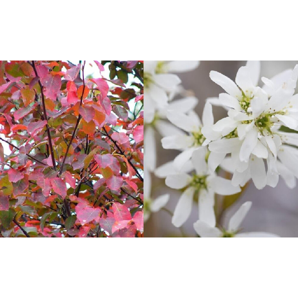 Direct Plants Amelanchier X Grand Robin Hill Tree 6Ft Tall Supplied In A 12 Litre Pot By Directplants