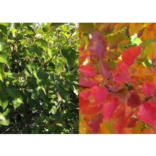Pyrus Calleryana Chanticleer Tree 6ft Tall Supplied in a 12 Litre Pot by Directplants