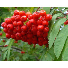 Sorbus Fingerprint Mountain Ash Tree 6ft Tall Supplied in a 12 Litre Pot by Directplants