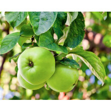 Apple Greensleeves Fruit Tree 6ft Tall Supplied in a 12 Litre Pot by Directplants