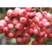Sorbus Vilmorinii Mountain Ash Tree 6ft Tall Supplied in a 12 Litre Pot by Directplants