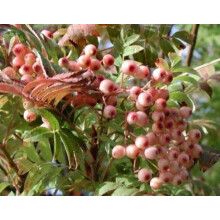 Sorbus Pink Pagoda Mountain Ash Tree 6ft Tall Supplied in a 12 Litre Pot by Directplants