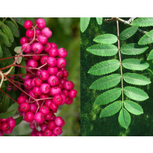 Sorbus Pink Charm Tree 6ft Tall Supplied in a 12 Litre Pot by Directplants