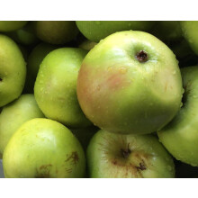 Apple Bramley Seedling Fruit tree 6ft Tall Supplied in a 12 Litre Pot by Directplants