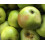 Apple Bramley Seedling Fruit tree 6ft Tall Supplied in a 12 Litre Pot by Directplants 1
