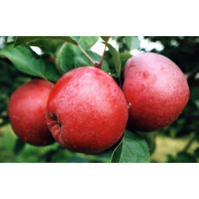 Apple Spartan Fruit Tree 6ft Tall Supplied in a 12 Litre Pot by Directplants