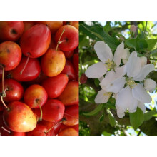 Malus Jelly King Crab Apple Tree 6ft Tall Supplied in a 12 Litre Pot by Directplants