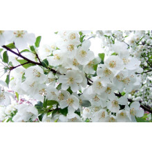 Malus Snowcloud Crab Apple Tree 6ft Tall Supplied in a 12 Litre Pot by Directplants