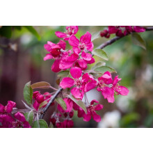 Malus Crimson Cascade Weeping Purple Crab Apple Tree 6ft Tall Supplied in a 12 Litre Pot by Directplants