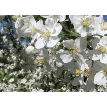 Malus Wedding Bouquet Crab 6ft Tall Supplied in a 12 Litre Pot by Directplants