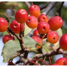 Malus Rudolph Crab Apple Tree 6ft Tall Supplied in a 12 Litre Pot by Directplants