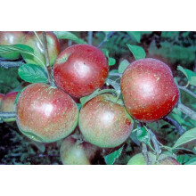 Apple Laxtons Superb Fruit Tree 6ft Tall Supplied in a 12 Litre Pot by Directplants
