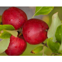 Apple Katy Fruit Tree 6ft Tall Supplied in a 12 Litre Pot by Directplants