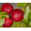 Apple Katy Fruit Tree 6ft Tall Supplied in a 12 Litre Pot by Directplants 1