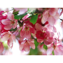 Malus Indian Magic Tree 6ft Tall Supplied in a 12 Litre Pot by Directplants