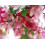 Malus Indian Magic Tree 6ft Tall Supplied in a 12 Litre Pot by Directplants 1