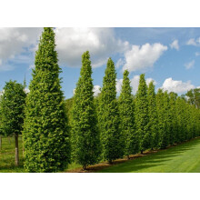 Carpinus Betulus Frans Fontaine Tree 6ft Tall Supplied in a 12 Litre Pot by Directplants
