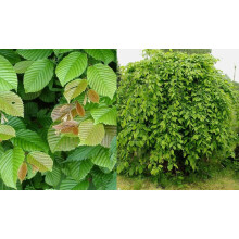 Carpinus Betulus Pendula Tree 6ft Tall Supplied in a 12 Litre Pot by Directplants