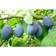 Plums King Of Damsons Fruit Tree 6ft Tall Supplied in a 12 Litre Pot by Directplants