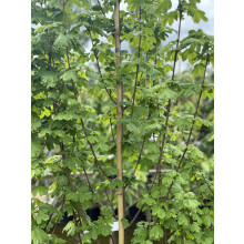 Acer Campestre Elsrijk Tree 6ft Tall Supplied in a 12 Litre Pot by Directplants