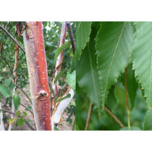 Betula Albosinensis Fascination Tree 6ft Tall Supplied in a 12 Litre Pot by Directplants
