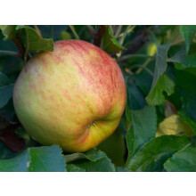 Apple Cobra Apple Fruit Tree 6ft Tall Supplied in a 12 Litre Pot by Directplants