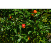 Apple Queen Cox Fruit Tree 6ft Tall Supplied in a 12 Litre Pot by Directplants