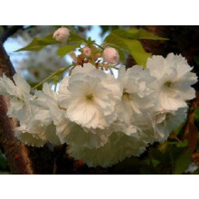 Prunus Blushing Bride Flowering Cherry Tree 6ft Tall Supplied in a 12 Litre Pot by Directplants