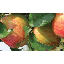 Apple Howgate Wonder Fruit Tree 6ft Tall Supplied in a 12 Litre Pot by Directplants