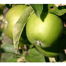 Apple Granny Smith Fruit Tree 6ft Tall Supplied in a 12 Litre Pot by Directplants