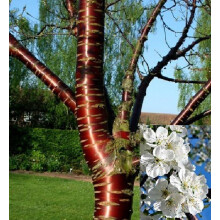 Prunus Tibetica Birch Bark Cherry Tree 6ft Tall Supplied in a 12 Litre Pot by Directplants