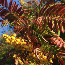 Sorbus Joseph Rock Mountain Ash Tree 6ft Tall Supplied in a 12 Litre Pot by Directplants