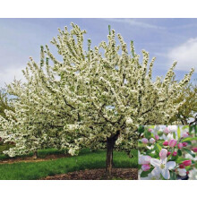 Malus Sugar Tyme Tree 6ft Tall Supplied in a 12 Litre Pot by Directplants