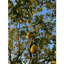 Pear Doyenne Du Comice Fruit Tree 6ft Tall Supplied in a 12 Litre Pot by Directplants