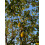 Pear Doyenne Du Comice Fruit Tree 6ft Tall Supplied in a 12 Litre Pot by Directplants 1