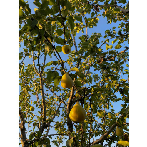 Pear Doyenne Du Comice Fruit Tree 6ft Tall Supplied in a 12 Litre Pot by Directplants