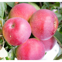 Apple Tydemans Early Worcester Fruit Tree 6ft Tall Supplied in a 12 Litre Pot by Directplants