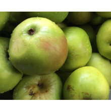 Apple Lord Derby Fruit Tree 6ft Tall Supplied in a 12 Litre Pot by Directplants