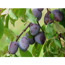 Plums Marjorie's Seedling Fruit Tree 6ft Tall Supplied in a 12 Litre Pot by Directplants