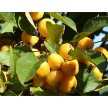 Malus Butterball Crab Aplle Fruit Tree 6ft Tall Supplied in a 12 Litre Pot by Directplants