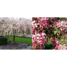 Malus Weeping Candied Apple Fruit Tree 6ft Tall Supplied in a 12 Litre Pot by Directplants