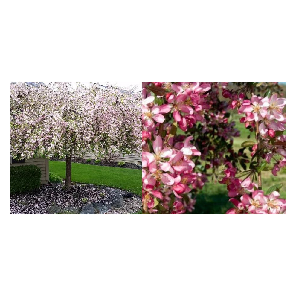 Direct Plants Malus Weeping Candied Apple Fruit Tree 6Ft Tall Supplied In A 12 Litre Pot By Directplants