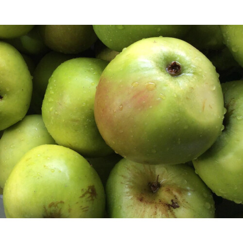 Apple Bramley 20 Fruit Tree 6ft Tall Supplied in a 12 Litre Pot by Directplants