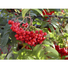 Sorbus Sheerwater Seedling Mountain Ash Tree 6ft Tall Supplied in a 12 Litre Pot by Directplants