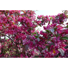 Malus Neville Copeman 6ft Tall Supplied in a 12 Litre Pot by Directplants